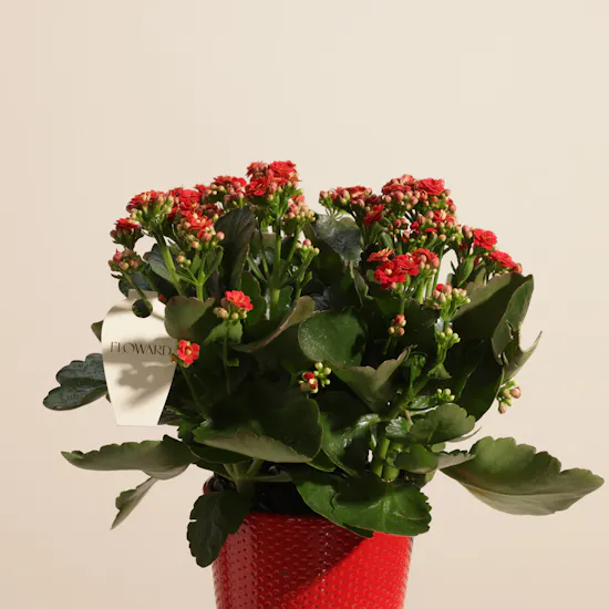 Warm Red Kalanchoe Plant