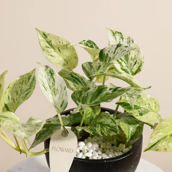 Cheerful Epipremnum Snow Plant