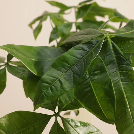Fancy Green Pachira Aquatica Plant