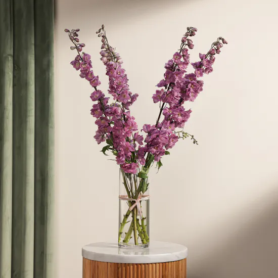 Charming Pink Delphinium