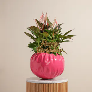 Spathiphyllum  Pink