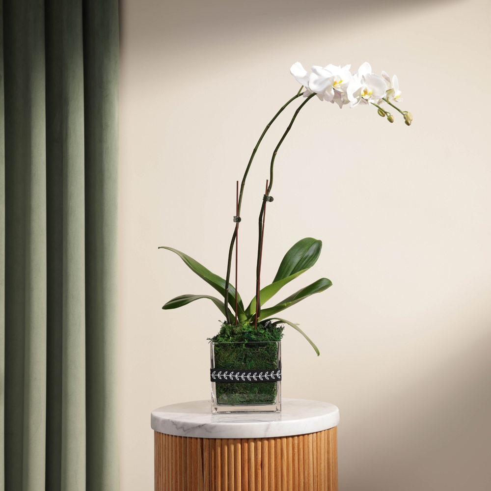White Orchid Plant | Square Glass Pot