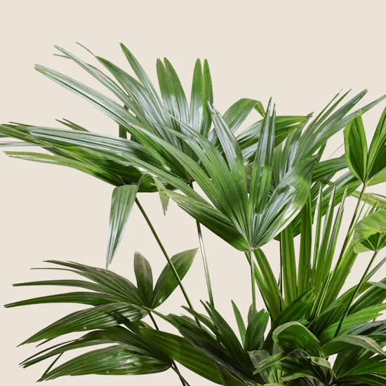 Charming Palms Livistona Chinensis Plant