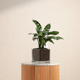 Aglaonema Plant