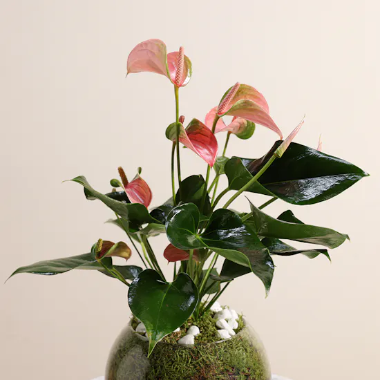 Anthurium Joli | Vase