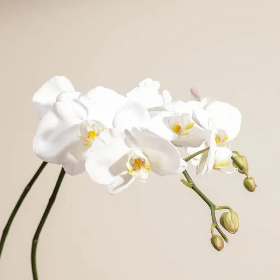 White Orchid Plant | Square Glass Pot