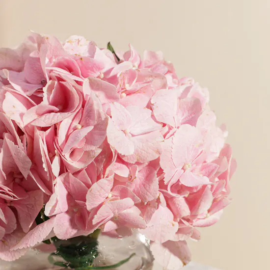 Cozy Pink Hydrangea Vase