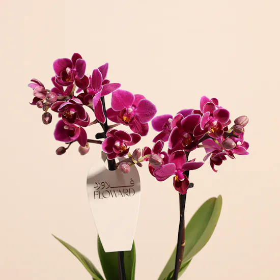 Purple Little Orchid