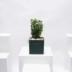 Buxus Sempervirens | Dark Green Pot 