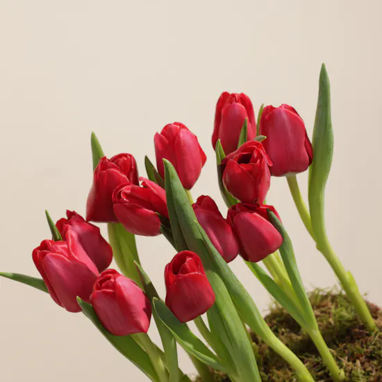 Forever Red Tulip Box | 12 Flowers