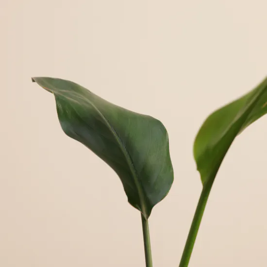 Serene Strelitzia Reginae Plant