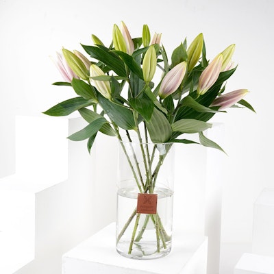 Pinky | 7 Lilies Vase