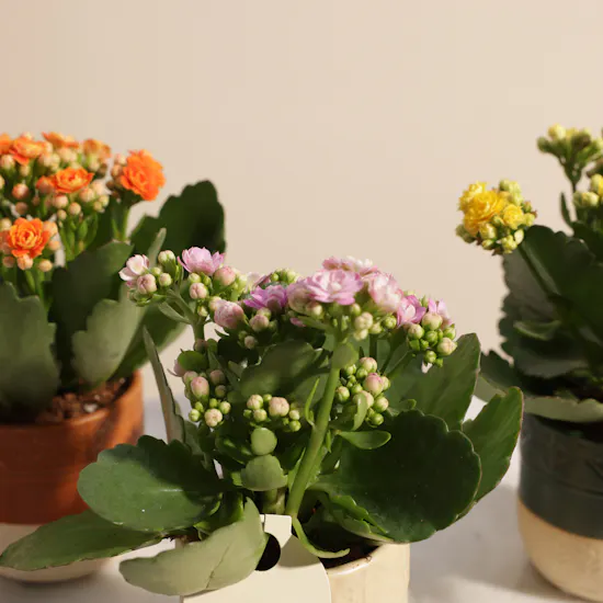 Majestic Small Kalanchoe Plants Set
