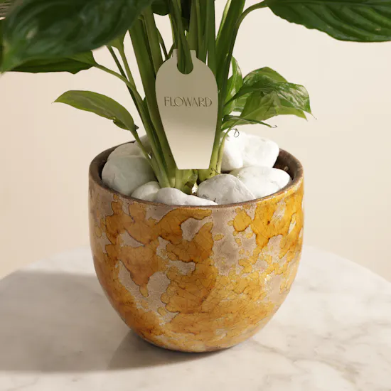 Stunning White Spathiphyllum Bingo Plant