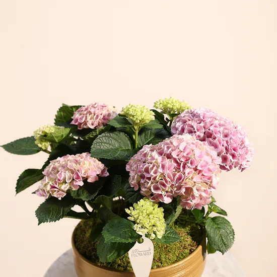Hydrangea Garden