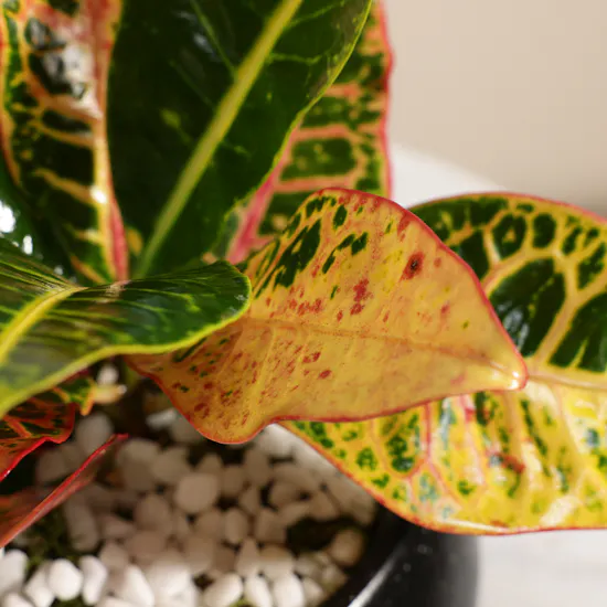 Glam Codiaeum Petra Plant