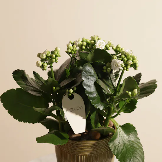 Pearl Serenity Kalanchoe Plant
