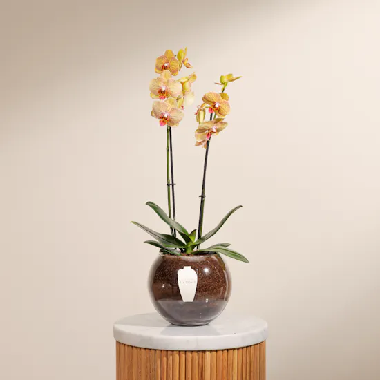 Light Orange Orchid Plant Pot