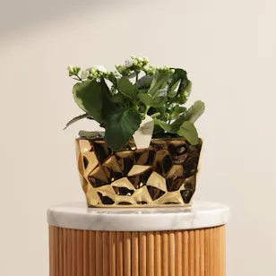 Delight White Kalanchoe Plant
