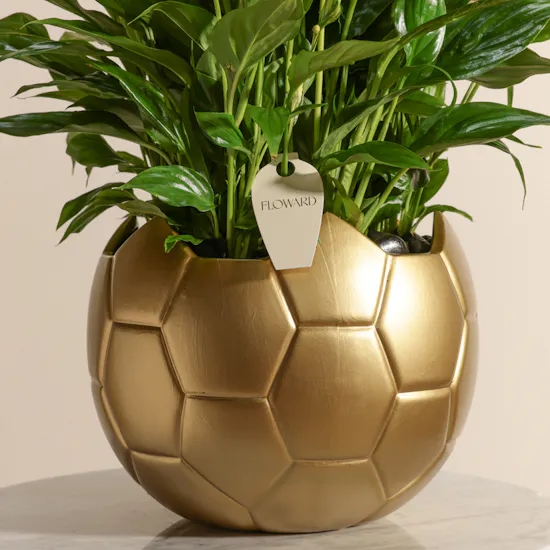 Elegant Yellow Spathiphyllum Plant