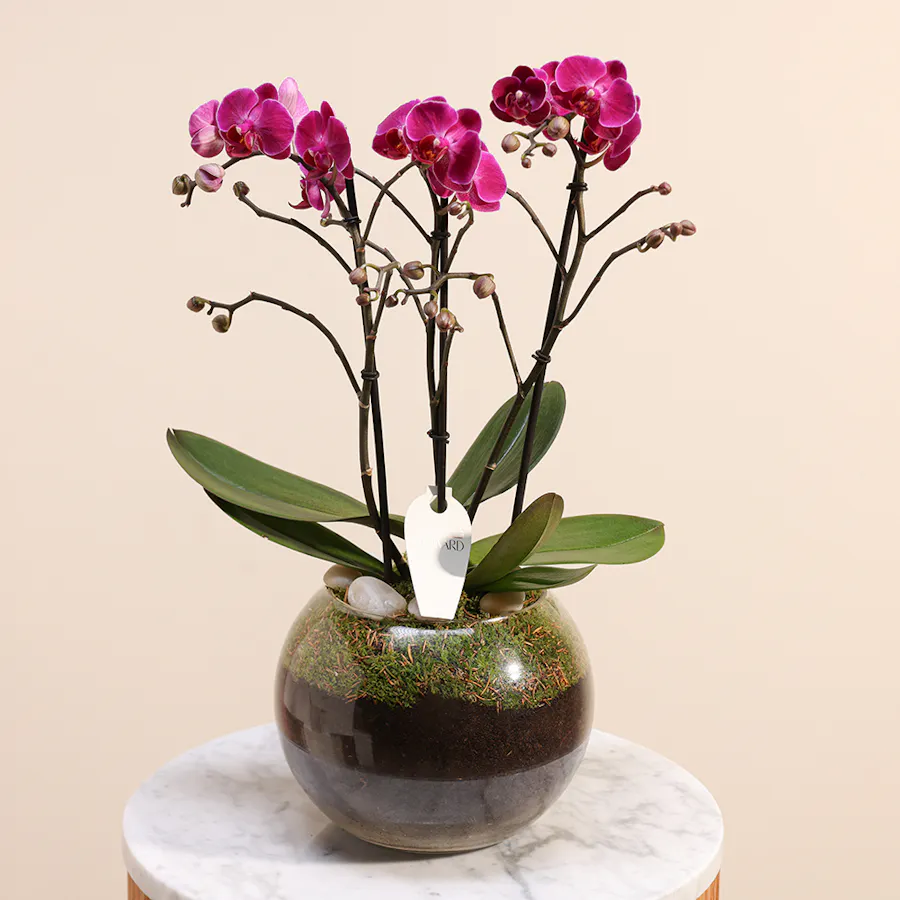 Purple Princess Orchid  3