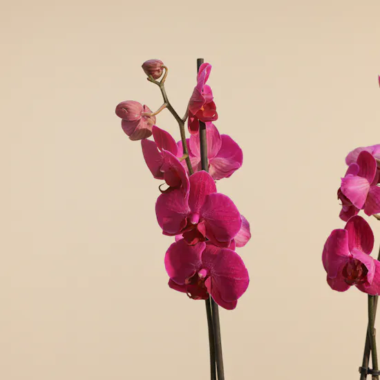 Fancy Purple Orchid Plant