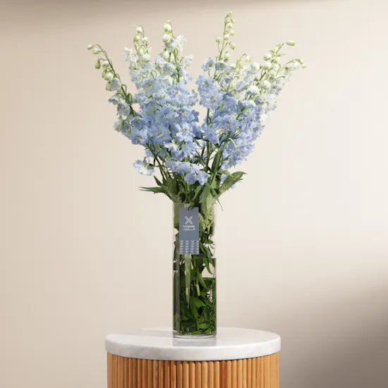Blue Delphiniums | Glass Vase