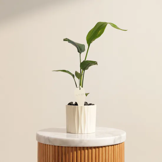 Serene Strelitzia Reginae Plant