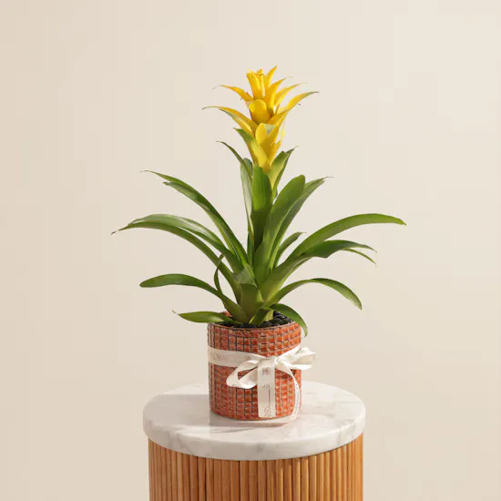 Cheerful Yellow Guzmania Plant