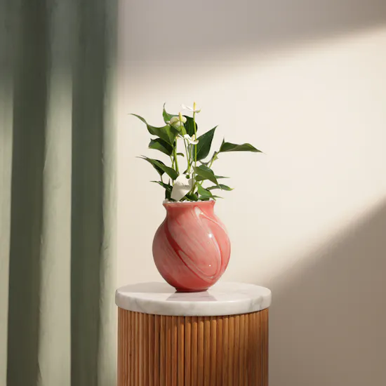 Fancy White Anthurium Plant