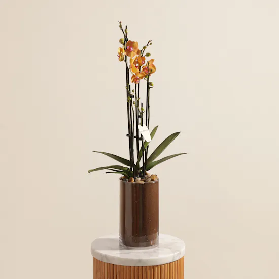 Charming Orange Orchid Plant