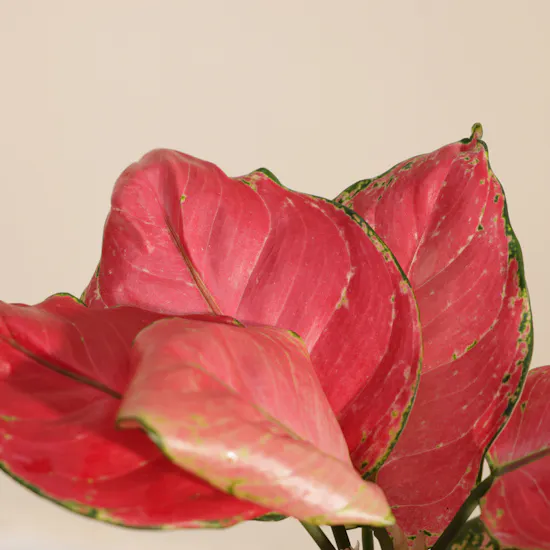 Stunning Red Aglaonema Joy Plant
