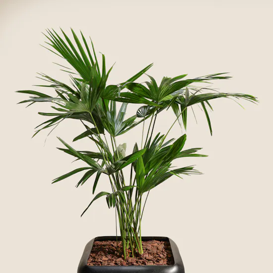 Verdant Big Livistona Chinensis Palms