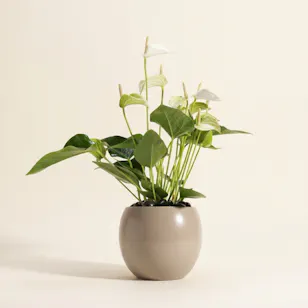 White Anthurium Plant White Anthurium Plant