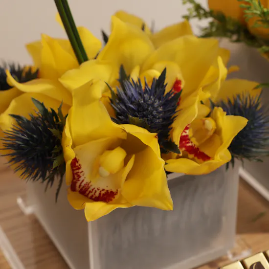 Abucci Chocolate | Yellow Blooms