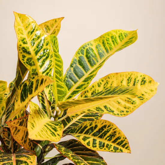 Cheerful Croton Plant