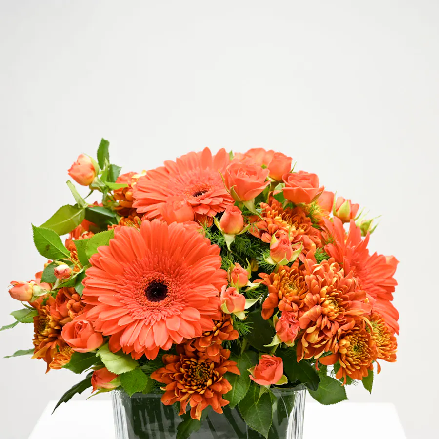 Sunshine of Gerbera  2