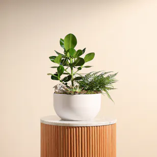 Bird Garden Plants