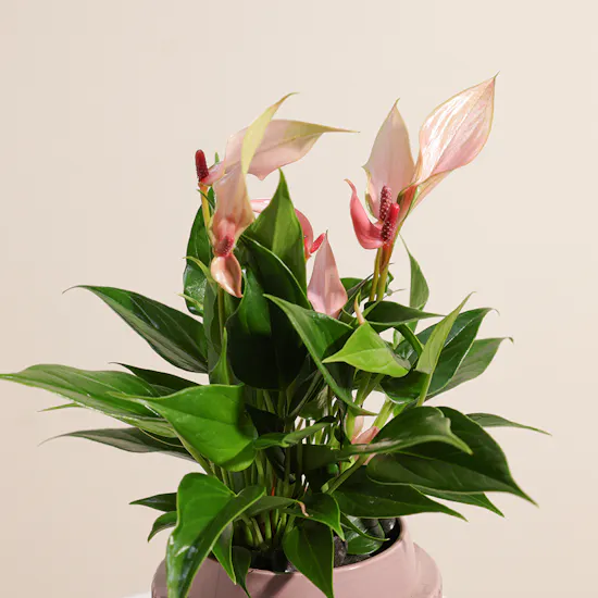 The Anthurium