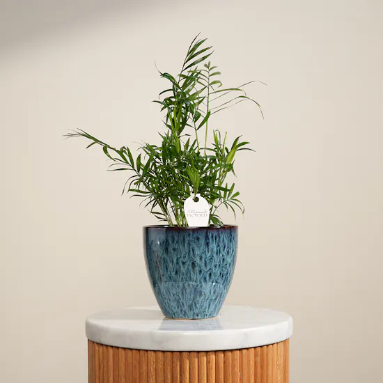 Stunning Small Chamaedorea Plant