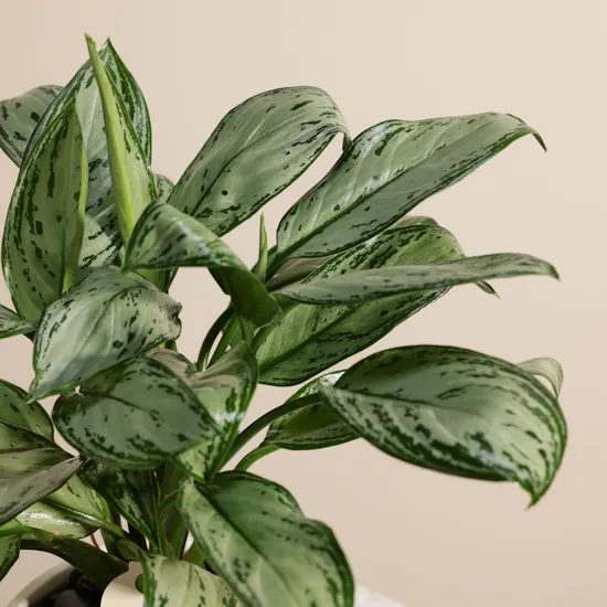 Charming Aglaonema Christina Plant
