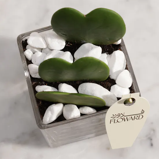 Lovely Hoya Kerrii Heart Plants
