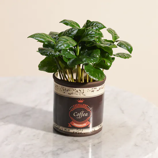 Coffea Arabica Plant