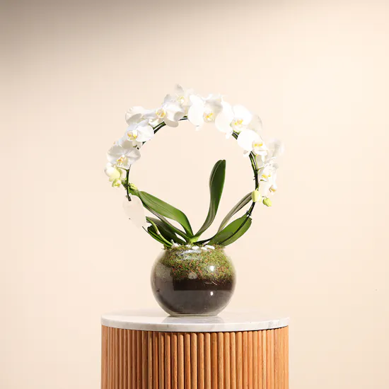 Graduation Orchid White Loop Vase