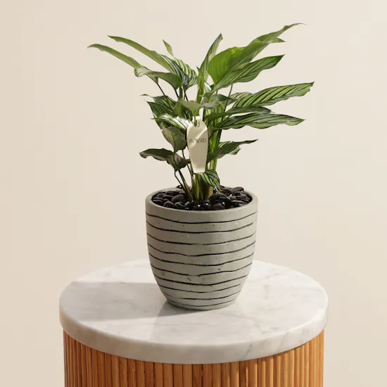 Artistic Calathea Vittata Plant