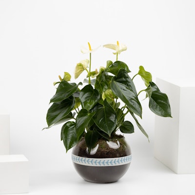 White Anthurium Plant 