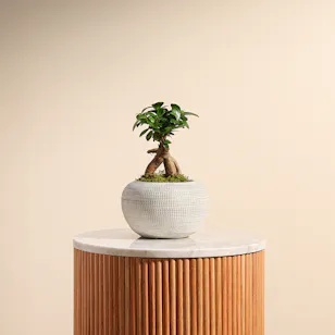 Ficus Microcarpa Ginseng