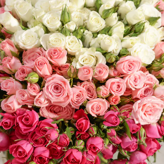 Velvet Radiance Baby Roses Vase | 75 Flowers