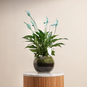 Peace Lilies Aqua Vase