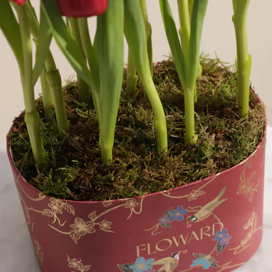 Forever Red Tulip Box | 12 Flowers